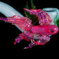 Betta Fish Sherlock