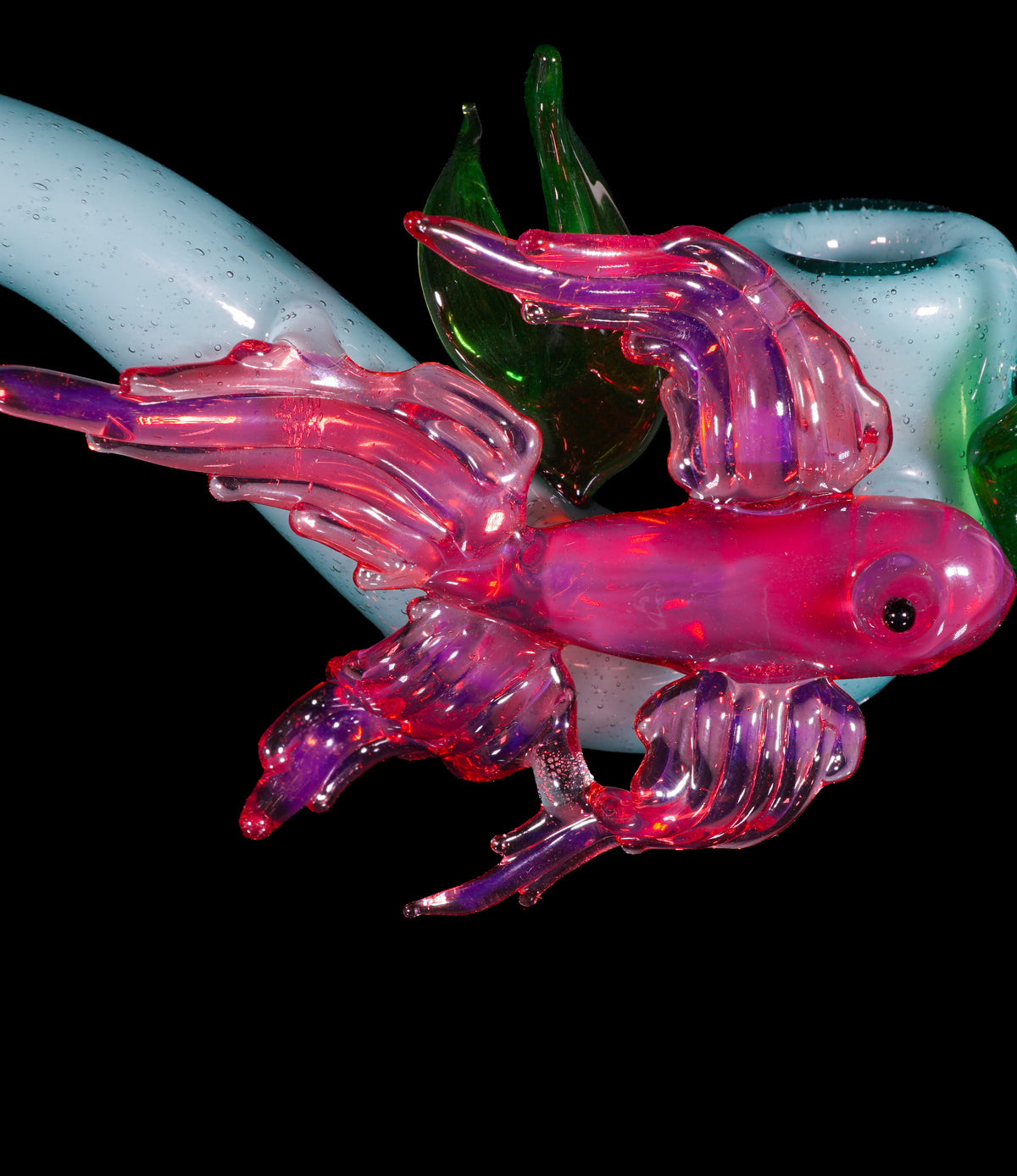 Betta Fish Sherlock