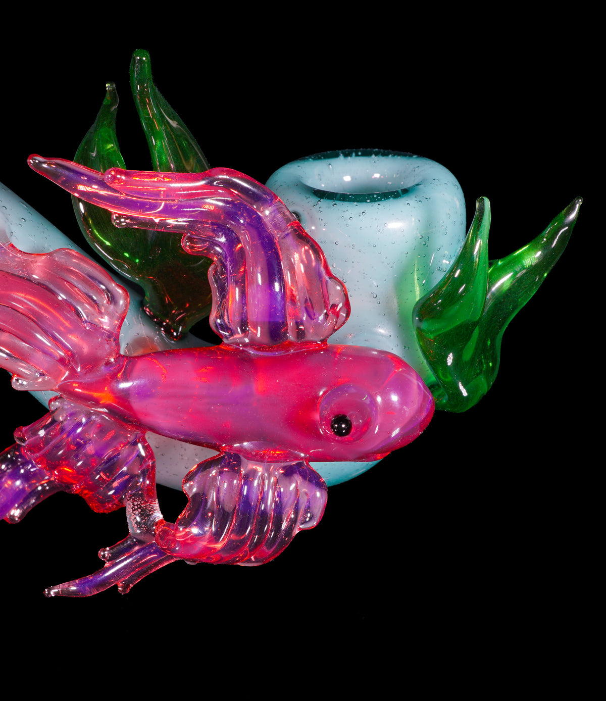 Betta Fish Sherlock
