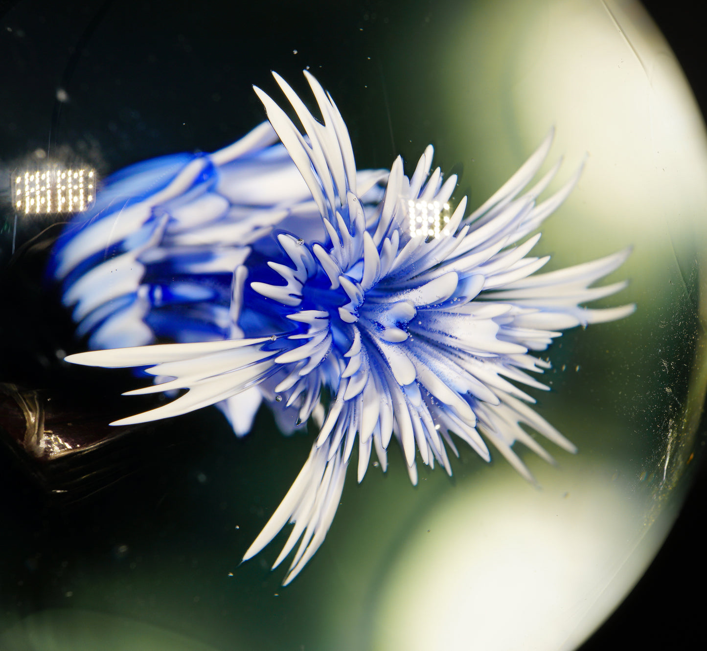 Blue and White Cave Jelly XL Marble (60mm)