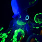 Stargazer and Dual UV Ion, Atomic Stardust Opal Squid Recylcer
