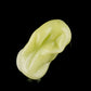 Chewed Gum Terp Pearls - various colors (12-14mm)
