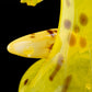 Banana Board Wave