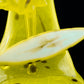 Banana Board Wave